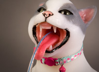 Intubation Cat Manikin