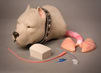 Tracheostomy Dog