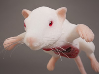 Rat